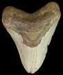 Megalodon Tooth - North Carolina #67291-1
